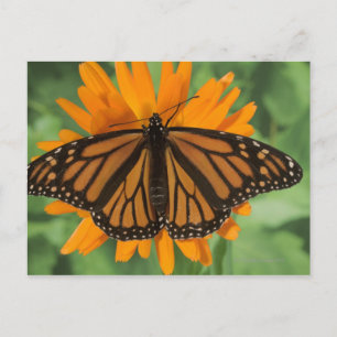Monboogvlinder (Danaus plexippus) op pot Briefkaart