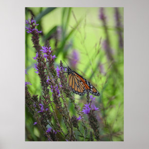 Monboogvlinder dicht bij paarse bloemen poster