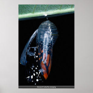 Monboogvlinder komt naar voren poster