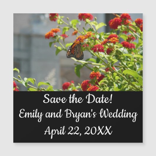 Monboogvlinder op de Struik rode vlinder (Voorkant)