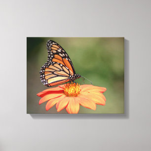 Monboogvlinder op een oranje bloem canvas afdruk