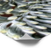 Monboogvlinder op evergreens poster (Hoek)