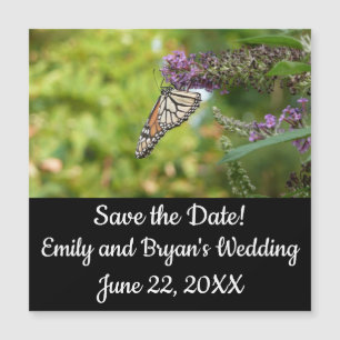 Monboogvlinder op Paarse vlinderStruik