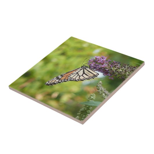 Monboogvlinder op Paarse vlinderStruik Tegeltje (Zijkant)