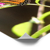 Monboogvlinder Poster (Hoek)