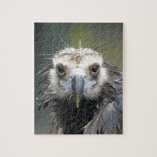 Mönchsgeier Legpuzzel (Verticaal)