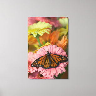 Mondebuttervlinder op een Gerbera Danaus Plexippu Canvas Afdruk