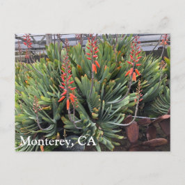 Moneterey Fan Aloe Plicatilis Post Kaart