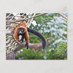 Money on Tree Briefkaart