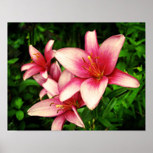 Moneymaker Lily Poster