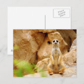 Mongoes die zich lang bevinden briefkaart (Voorkant / Achterkant)