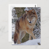 Mongoliaanse alfawolf in sneeuw briefkaart (Voorkant / Achterkant)