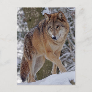 Mongoliaanse alfawolf in sneeuw briefkaart