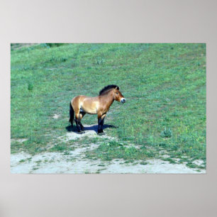 Mongoliaanse (Przewalskii) wilde paarden Poster