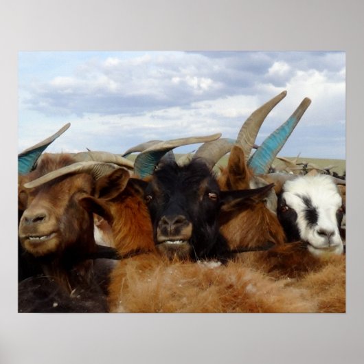 Mongoolse geiten poster (Voorkant)