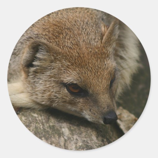 Mongoose Closeup Sticker (Voorkant)