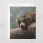 Mongoose Lemur Briefkaart (Voorkant / Achterkant)