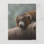 Mongoose Lemur Briefkaart (Voorkant)