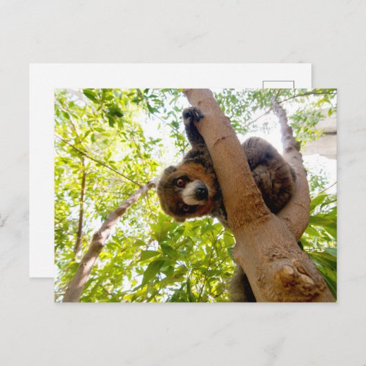 Mongoose lemur briefkaart (Voorkant / Achterkant)