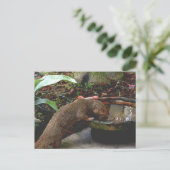 Mongoose Wildlife Happy Hour Briefkaart (Staand voorkant)