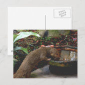 Mongoose Wildlife Happy Hour Briefkaart (Voorkant / Achterkant)