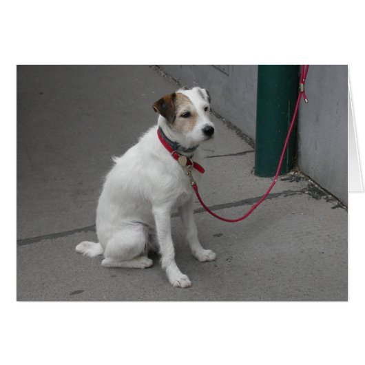 Mongrel blanc doux (Devant horizontal)