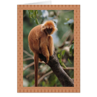 Monkey