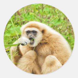 Monkey Animal Foto Ronde Sticker