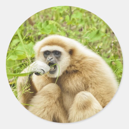 Monkey Animal Foto Ronde Sticker (Voorkant)
