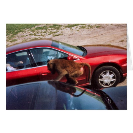 Monkey Business (Voorkant Horizontaal)