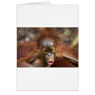 Monkey business 1