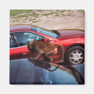 Monkey Business Magneet