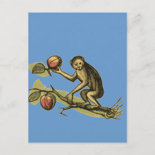 Monkey en Zijne Coconuts Briefkaart