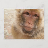 Monkey Face Briefkaart (Voorkant)