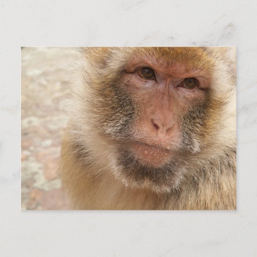 Monkey Face Briefkaart (Voorkant)