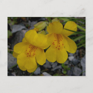 Monkey Flowers, Unalaska Island Briefkaart