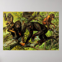 Monkey Gibbon Chipanze Animal