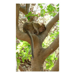 Monkey - Ik ben sober Foto Afdruk