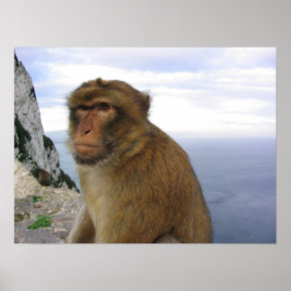 Monkey in Gibraltar Poster
