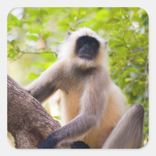 Monkey in oerwoud van het Nationaal Park Ranthambo Vierkante Sticker