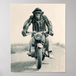 Monkey motorfiets, ape op motorfiets,  poster