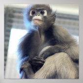 Monkey Photo Poster (Voorkant)