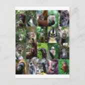Monkey primate montage briefkaart (Voorkant)