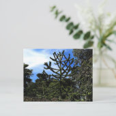 Monkey Puzzle Tree #1 Briefkaart (Staand voorkant)