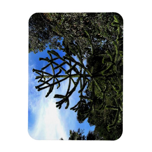 Monkey Puzzle Tree #1 Magnet Magneet (Verticaal)