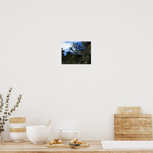 Monkey Puzzle Tree #1 Poster (Keuken)