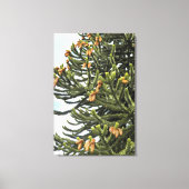 Monkey Puzzle Tree Fotografisch Canvas Afdruk (Voorkant)