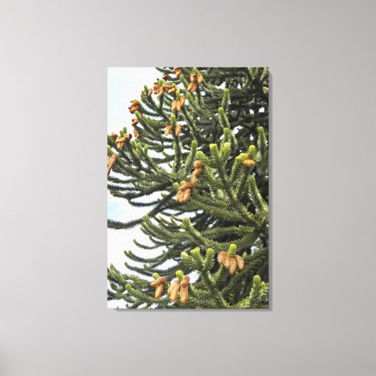 Monkey Puzzle Tree Fotografisch Canvas Afdruk (Voorkant)