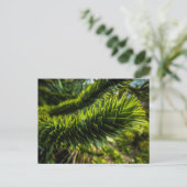 Monkey Puzzle Tree - Tree Fotografie Briefkaart (Staand voorkant)