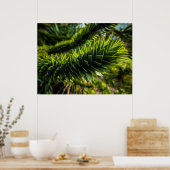 Monkey Puzzle Tree - Tree Fotografie Poster (Keuken)